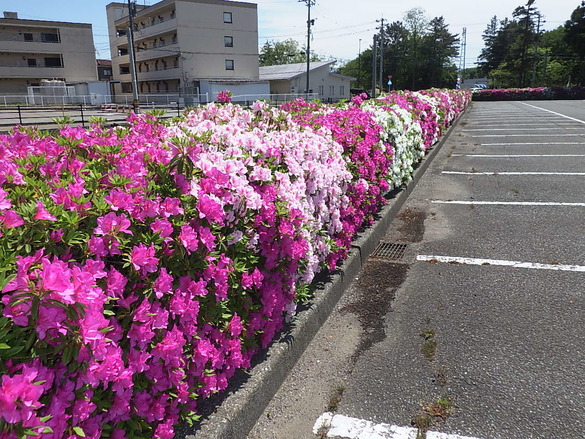 img_20200508-052209.jpg