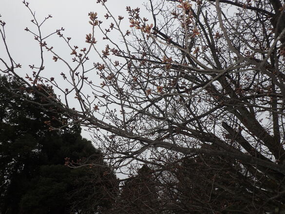 img_20220329-045746.jpg