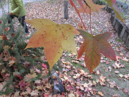 img_20211107-031450.jpg