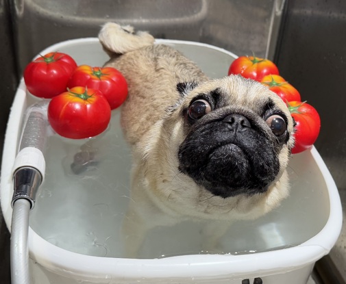 パグちゃん(即購入可即日発送)　コレクション6点 パグちゃん(即購入可即日発送) パグちゃん(即購入可即日発送) パグちゃん(