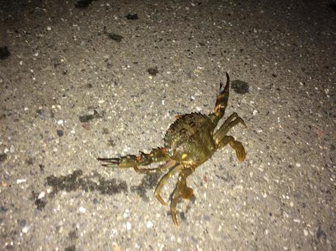 img_20170417-195018.jpg