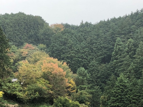 img_20181105-094909.jpg