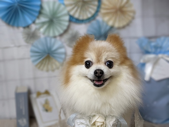 ポメちゃん 5y＊1m＊4w おさんぽﾎﾟﾒﾗｲﾄ🐶✨ ｸﾘｰﾑﾎﾟﾒちゃんがでて満足なのに