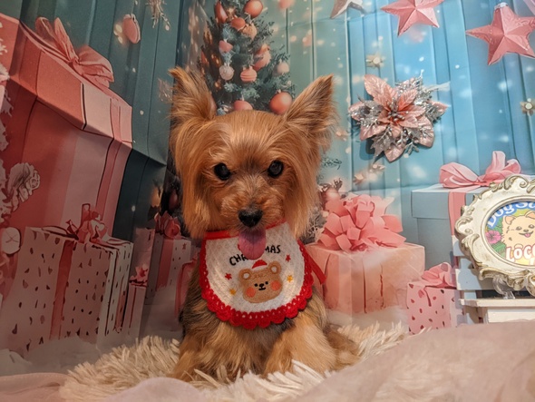 ヨーキーのモモちゃん＆ポメのつくねちゃん