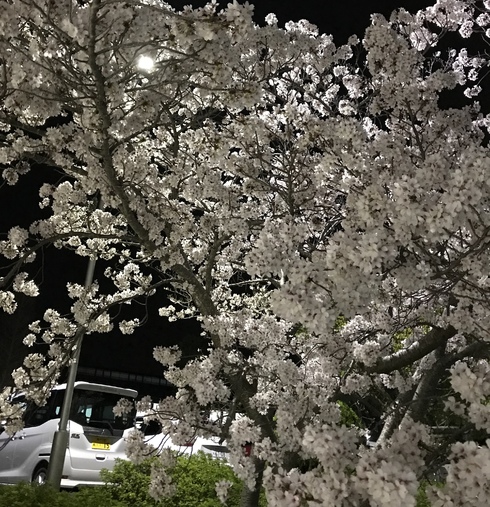 img_20180401-214206.jpg