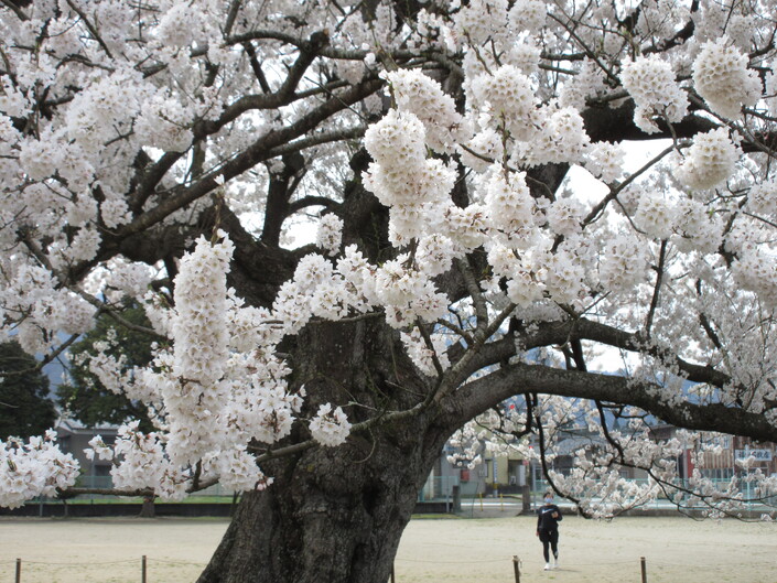 こ アディダス メンズ ADIZERO ZG LO BOA アディゼロ ゼッドジー 25