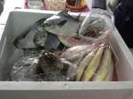 Sea foods Sea foods