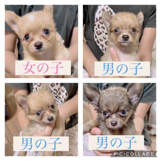 ペットナビ・ネット♪PetNavi♪子犬の出産/販売 【犬 有料/無料里親