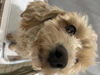 ペットナビ・ネット♪PetNavi♪子犬の出産/販売 【犬 有料/無料里親