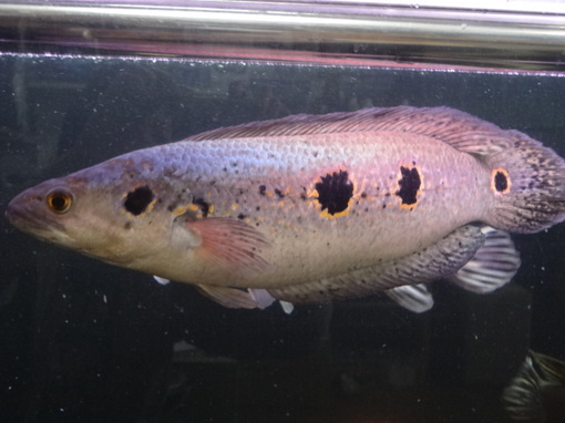 BIGフラワートーマン 