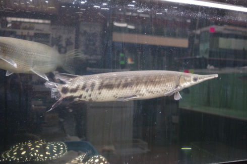 トロピカルジャイアントガー グァテマラ×ニカラグア 証明書付き mozo