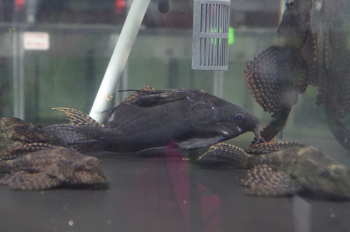 プラチナソウギョ 熱帯魚