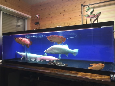 熱帯魚 AQUAstyletim's ♪お客様訪問日記♪