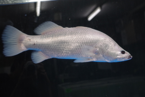 オーストラリア バラマンディショート (お取引中) プラチナオーストラリアバラマンディ入荷