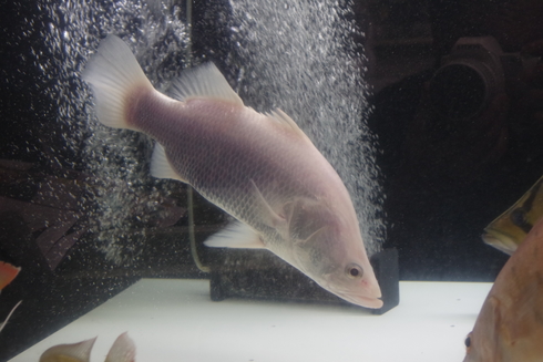 プラチナオーストラリアバラマンディ入荷