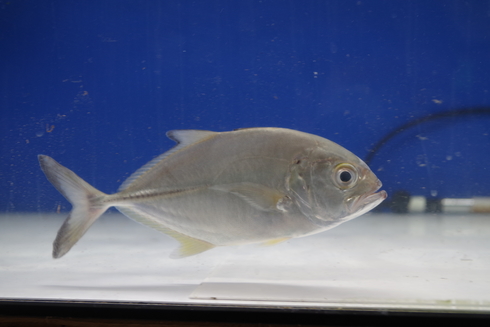 下取り）淡水ジャイアントトレバリー（ロウニンアジ）GT