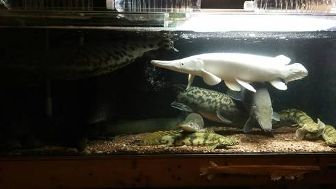 熱帯魚 AQUAstyletim's ♪お客様訪問日記♪