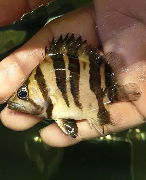熱帯魚 AQUAstyletim's ☆新着情報☆
