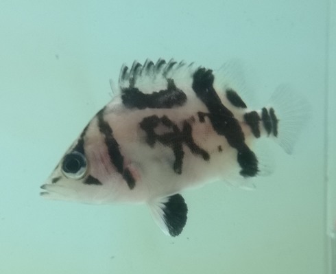 熱帯魚 AQUAstyletim's ☆新着情報☆