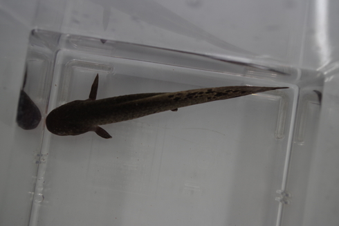 ネオケラ 90センチ 買い取り魚 早いもの勝ち12万