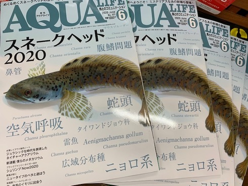 AQUA LIFE 2020年5月号・11月号 最新号アクアライフ11月号 - SAVANNA