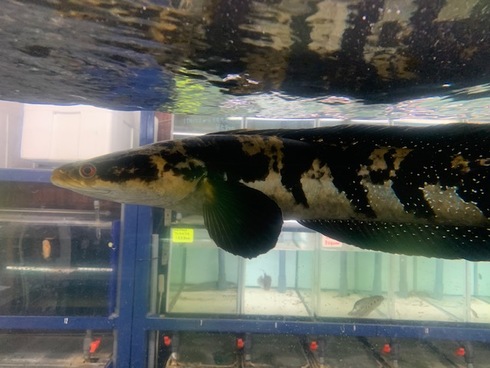 グリーンマルリオイデス 45cm 引き取り限定