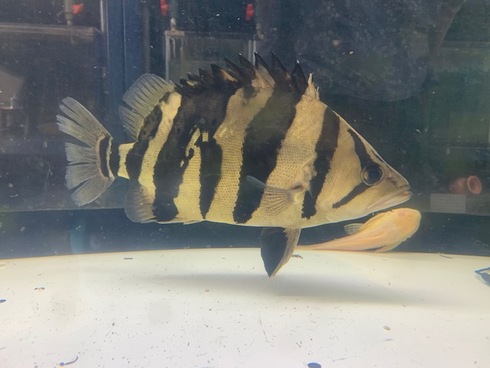 ダトニオプラスワン