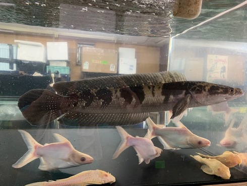 グリーンマルリオイデス 45cm 引き取り限定