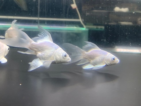 新着入荷