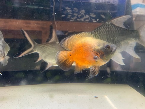 熱帯魚 AQUAstyletim's ☆新着情報☆