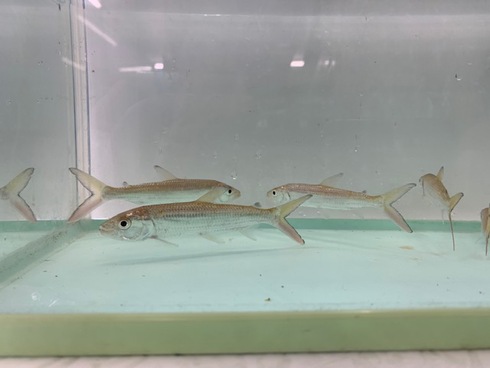 熱帯魚 AQUAstyletim's ☆新着情報☆