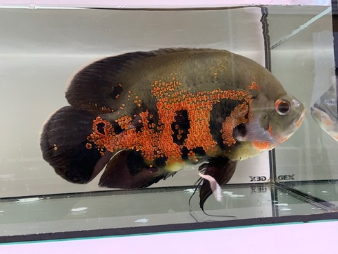 熱帯魚 AQUAstyletim's ☆新着情報☆