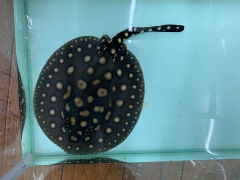 新着入荷（ダイヤモンドポルカベビー）