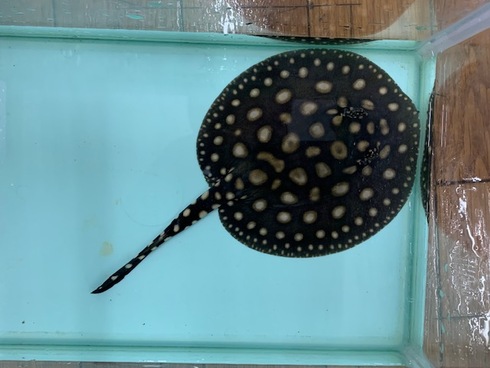 新着入荷（ダイヤモンドポルカベビー）