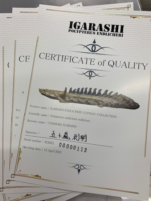 新着入荷（五十嵐エンドリケリー）
