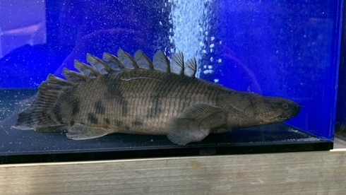 ゼブラキャット、エンドリケリーショート