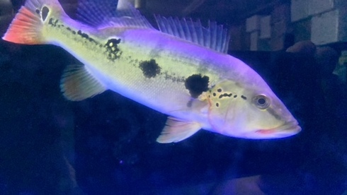 大きめ キクラspアズール 35cm±