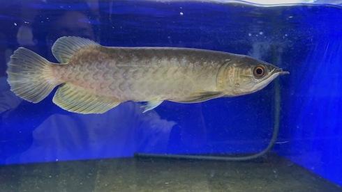 アジアアロワナ ナミグリーン 約40cm ナミグリーンアロワナ | 入荷情報 