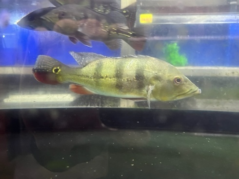 キクラウルトラショート