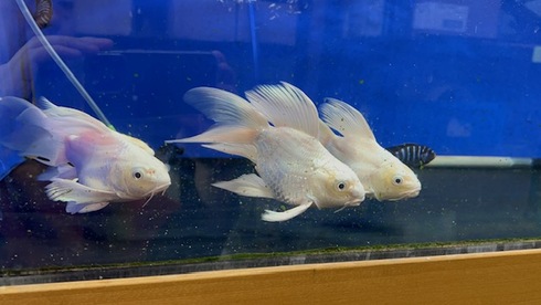 熱帯魚 AQUAstyletim's ☆新着情報☆