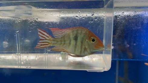 熱帯魚 AQUAstyletim's ☆新着情報☆