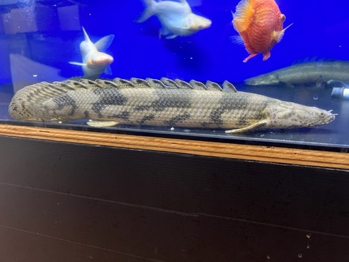 五十嵐エンドリケリー 五十嵐エンドリケリー