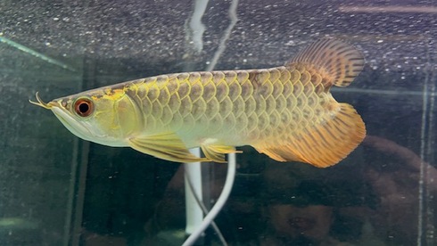 20時まで アロワナ 7月13日まで