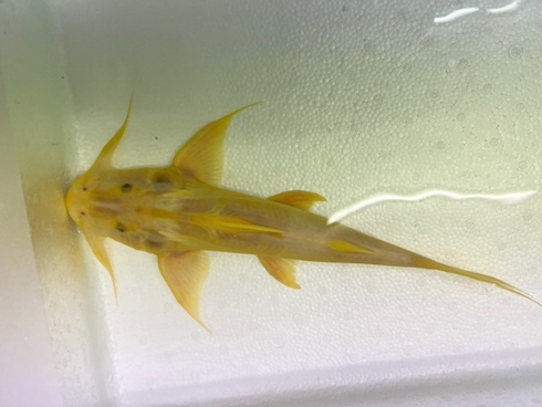 価格交渉可能)バガリウス・バガリウス【激レア！】