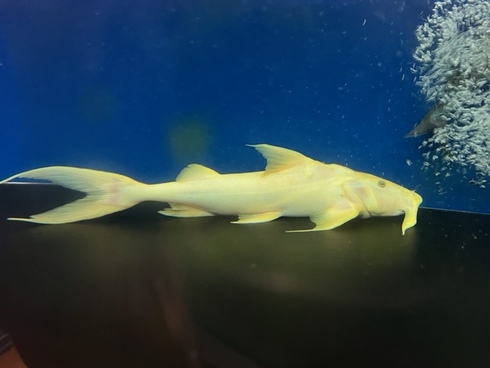 価格交渉可能)バガリウス・バガリウス【激レア！】