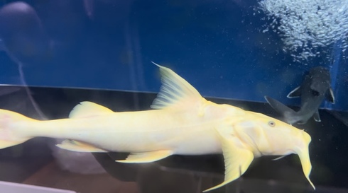 (価格交渉可能)バガリウス・バガリウス 価格交渉可能)バガリウス・バガリウス【激レア！】