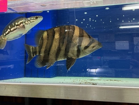 決まりました ダトニオリアルバンド まとめ売り4匹