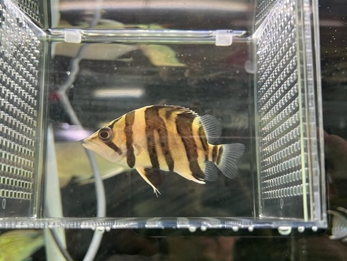 ダトニオプラスワン FOXバー