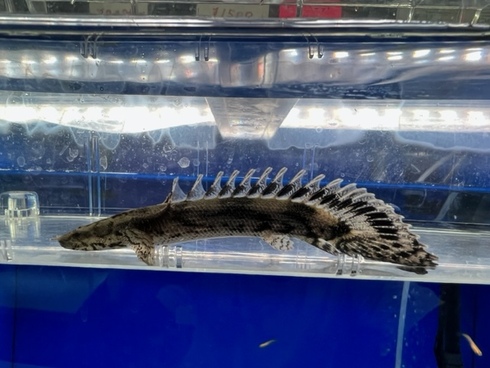 新着入荷（五十嵐エンドリケリー）