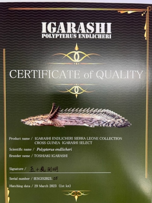 新着入荷（五十嵐エンドリケリー）